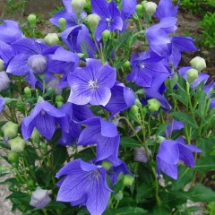 balloon flower seeds 1kg