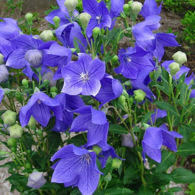 balloon flower seeds 1kg
