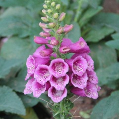 Digitalis purpurea seeds 1KG