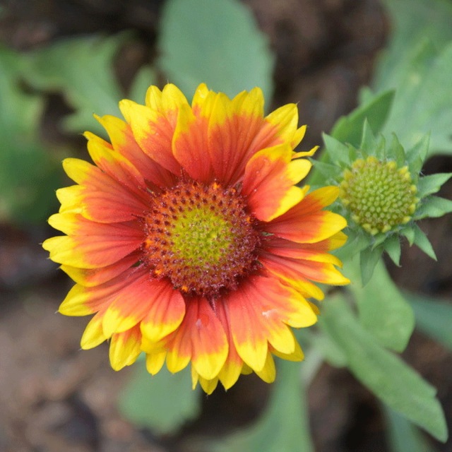 Gaillardia pulchella seeds 1KG