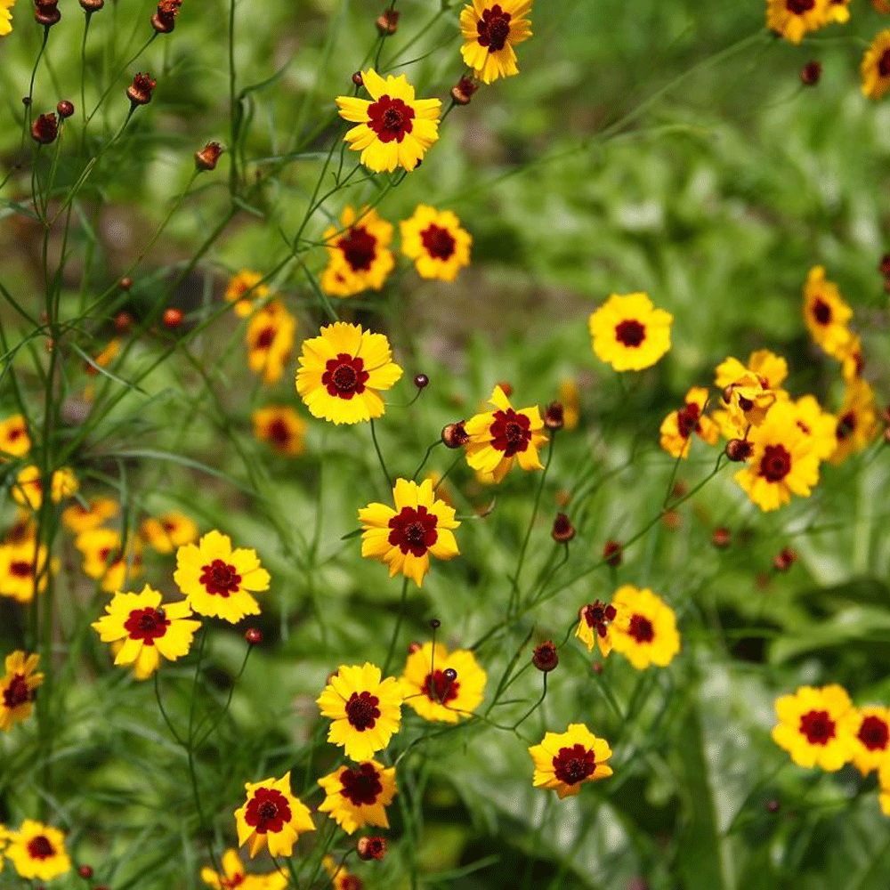 Sanvitalia procumbens seeds 1KG