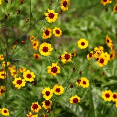 Sanvitalia procumbens seeds 1KG