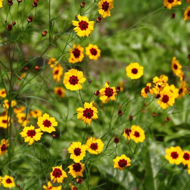 Sanvitalia procumbens seeds 1KG