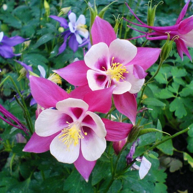 Aquilegia caerulea seeds 1KG