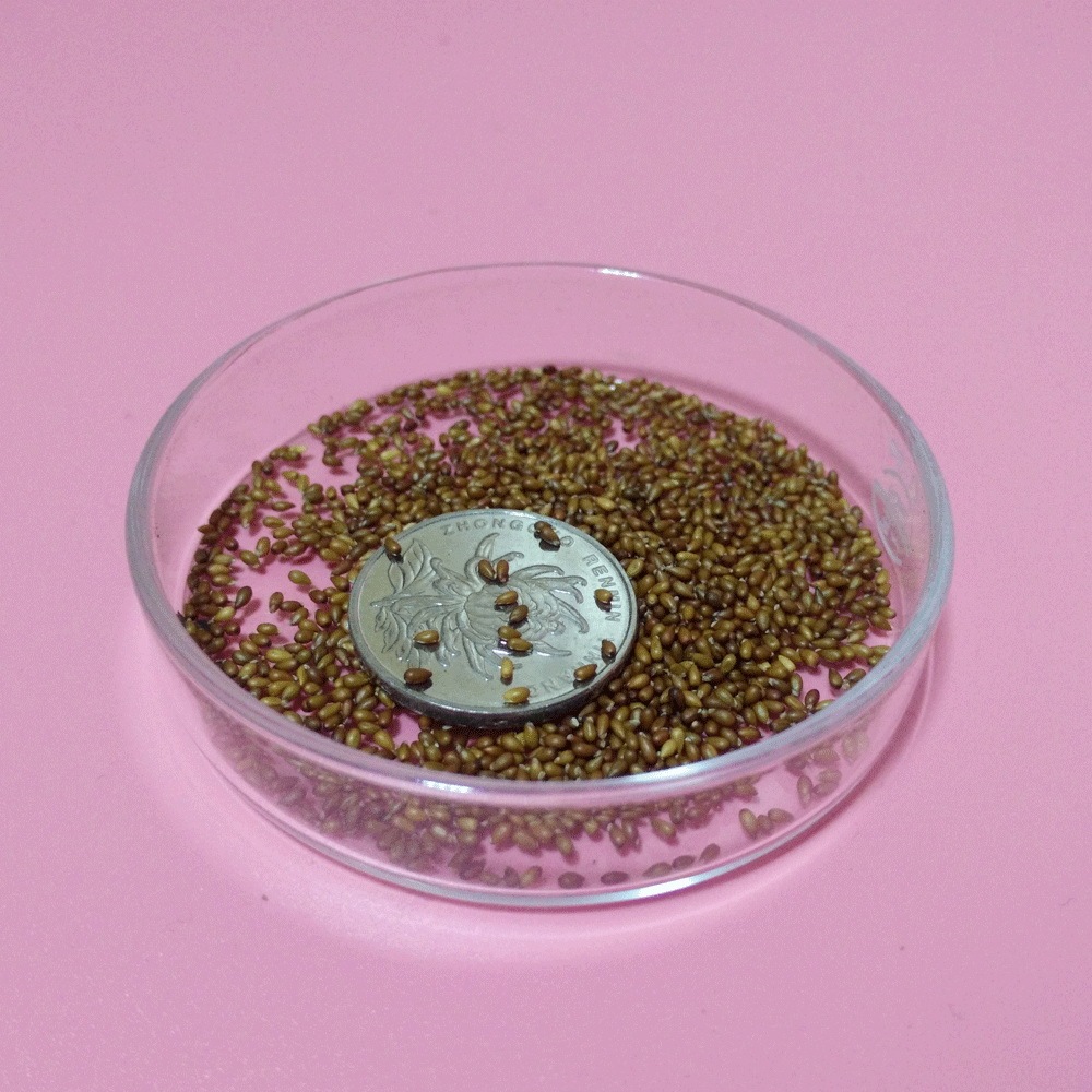 pansy seeds 1KG