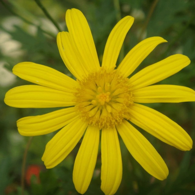 Chrysanthemum coronarium seeds 1KG