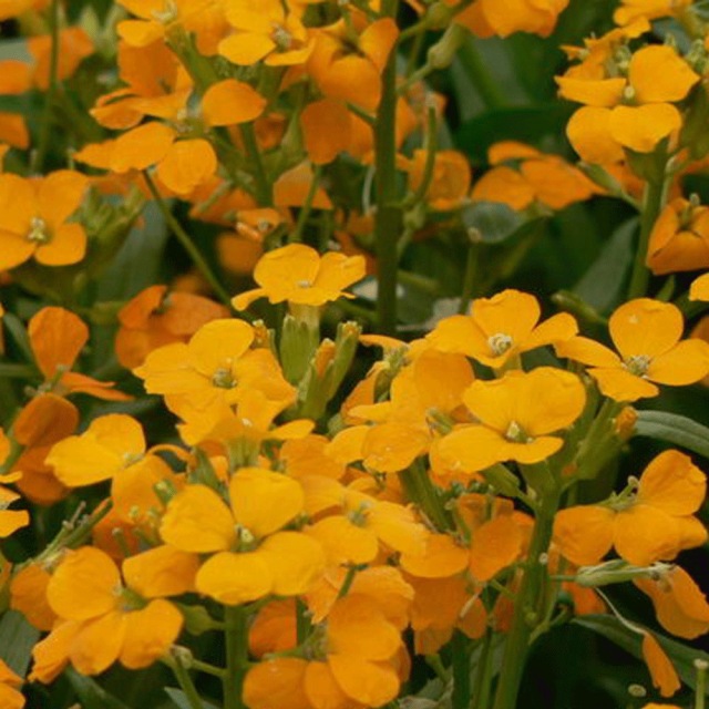 Cheiranthus allionii seeds 1kg