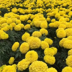 marigold seeds 1KG