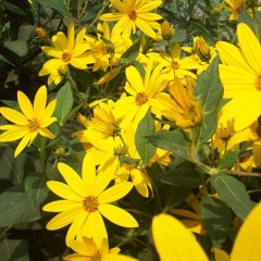 Heliopsis helianthoides seeds 1kg