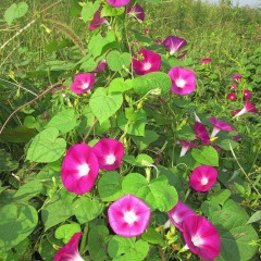 morning glory seeds 1KG