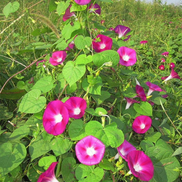 morning glory seeds 1KG