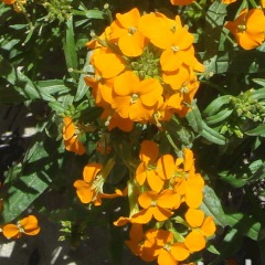 Cheiranthus allionii seeds 1kg