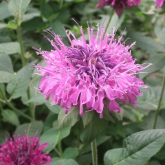 Monarda didyma seeds 1kg