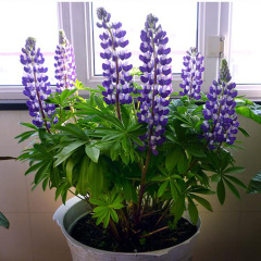 Lupinus perennis seeds 1KG
