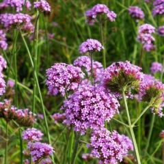 verbena seeds 1kg