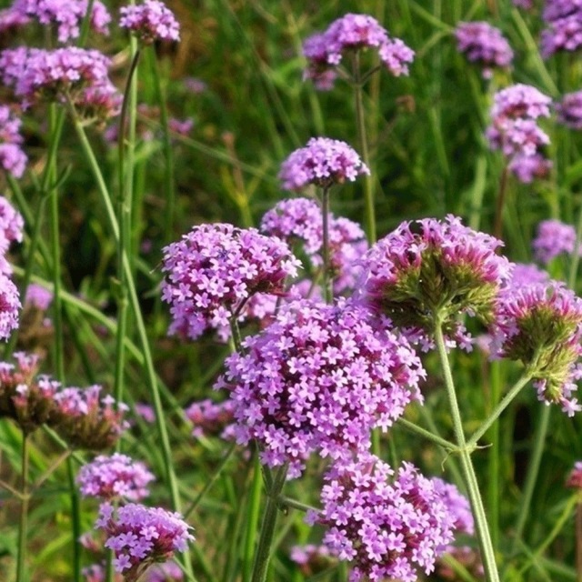 verbena seeds 1kg