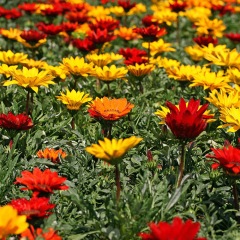 Gazania splendens seeds 1KG