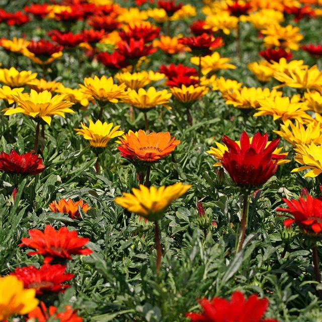 Gazania splendens seeds 1KG