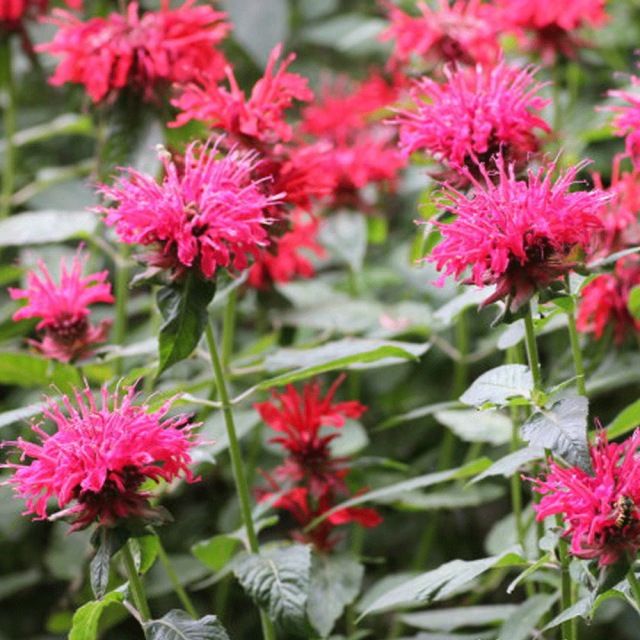 Monarda didyma seeds 1kg