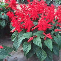 Salvia splendens seeds 1KG
