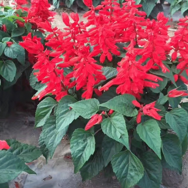 Salvia splendens seeds 1KG