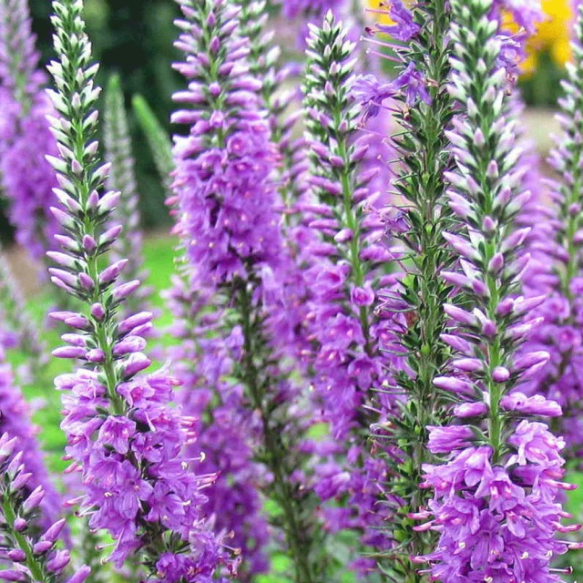 Veronica polita seeds 1KG