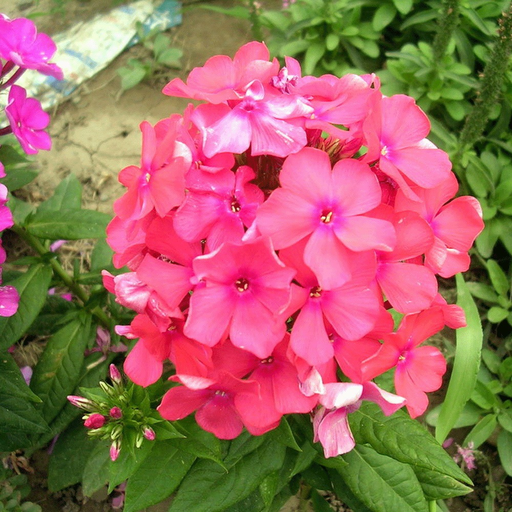 Annual phlox seeds 1kg