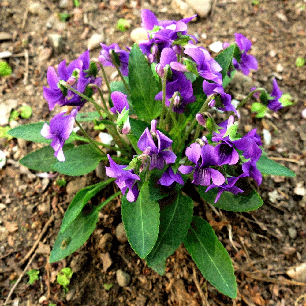 Viola mandshurica seeds 1KG