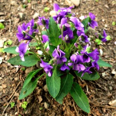 Viola mandshurica seeds 1KG