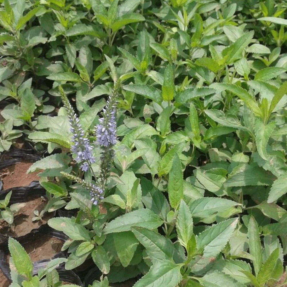 Veronica polita seeds 1KG