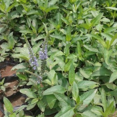 Veronica polita seeds 1KG