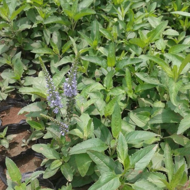 Veronica polita seeds 1KG