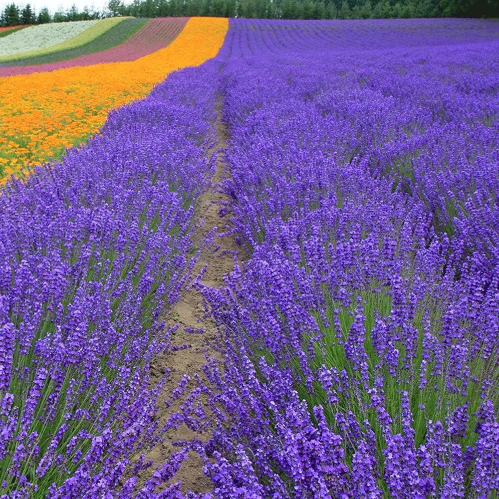 lavender seeds 1KG