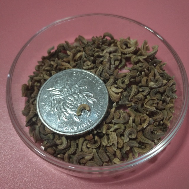 Calendula officinalis seeds 1kg