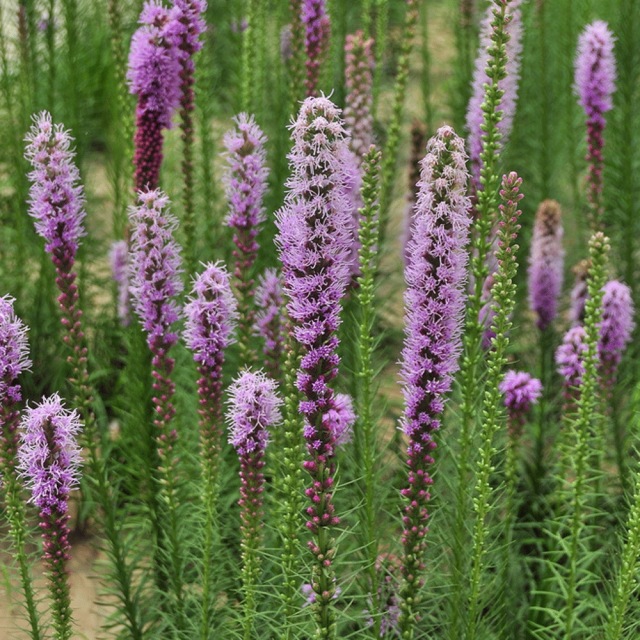 Liatris spicata seeds 1KG
