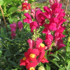 Antirrhinum majus seeds 1kg