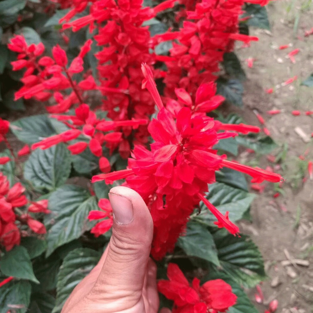 Salvia splendens seeds 1KG