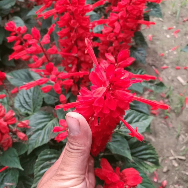 Salvia splendens seeds 1KG