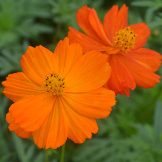 Tall Cosmos sulphurens seeds 1KG