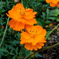 Tall Cosmos sulphurens seeds 1KG