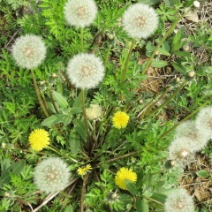 Taraxacum officnala seeds 1KG