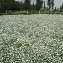 babysbreath seeds 1KG
