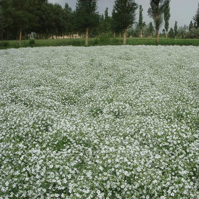 babysbreath seeds 1KG