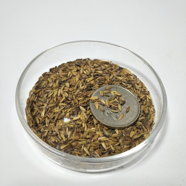 Aster tataricus seeds 1KG