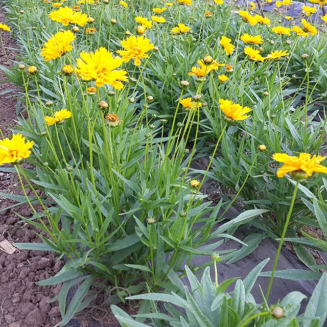 Tall Coreopsis basalis seeds 1kg