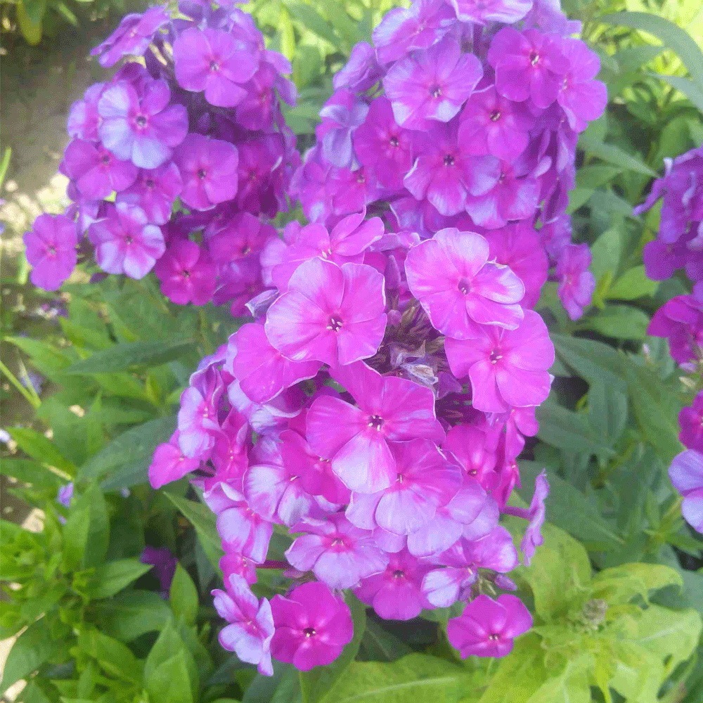 Annual phlox seeds 1kg