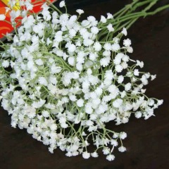 babysbreath seeds 1KG