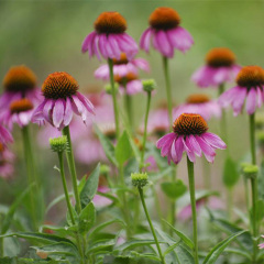 Echinacea purpurea seeds