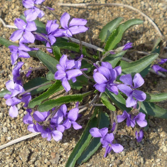 Viola mandshurica seeds 1KG