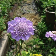 Scabiosa atropurpurea seeds 1KG
